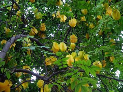 Planting & Care Tips for Your Star Fruit (Carambola) Edison and Ford Winter Estates