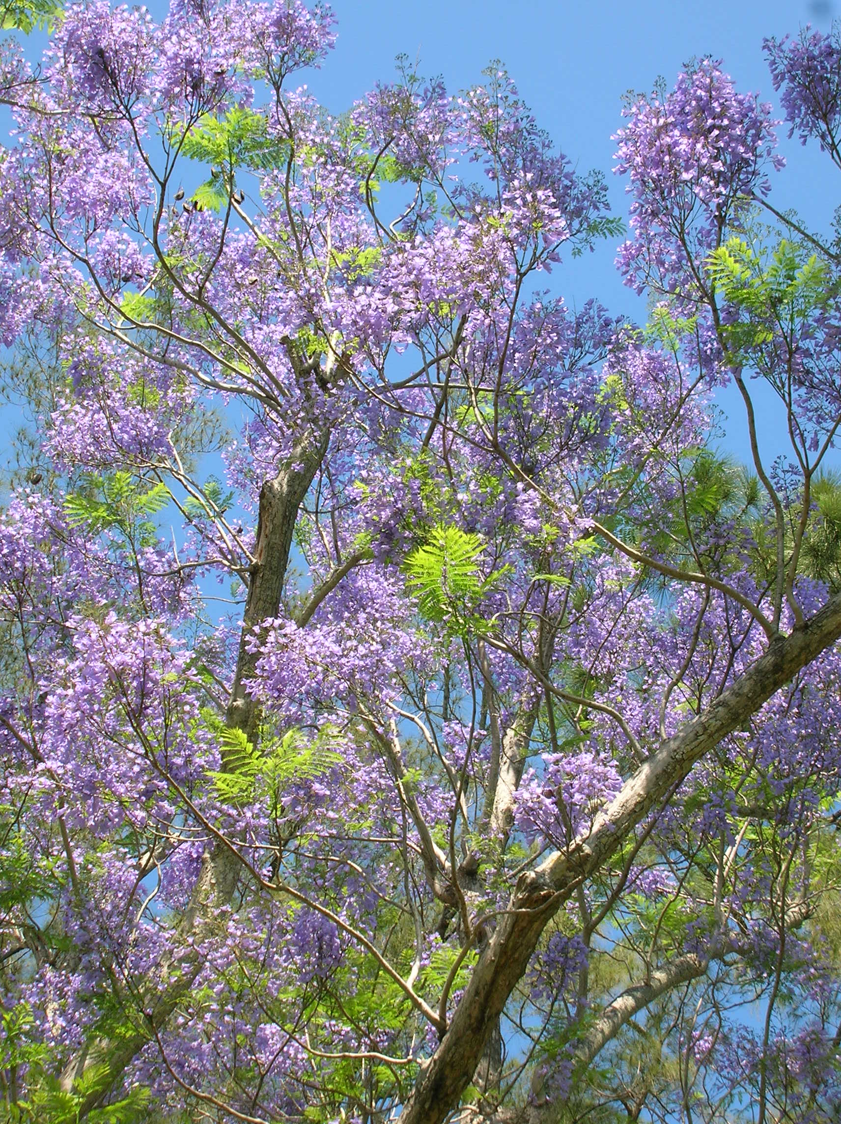 Flowering Trees Class Offered - Edison and Ford Winter Estates